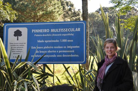 Placa informativa sobre a araucária multissecular, em Nova Petrópolis - RS